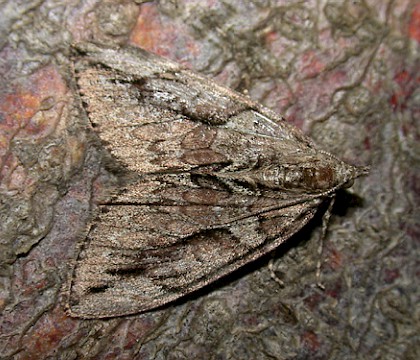 Adult &bull; &copy; Jon Stokes