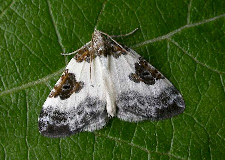 Blue-bordered Carpet Plemyria rubiginata