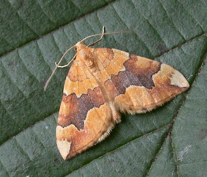 Adult &bull; Congleton, Cheshire &bull; &copy; Ian Kimber