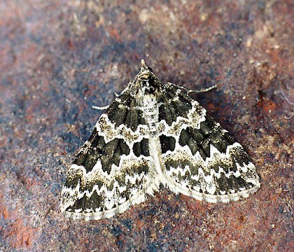 Adult &bull; Congleton, Cheshire &bull; &copy; Ian Kimber