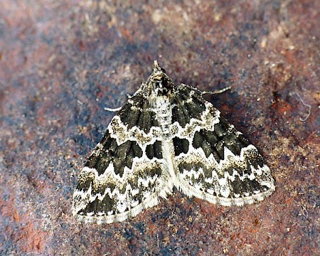 Broken-barred Carpet Electrophaes corylata