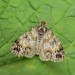 Adult, f. albocrenata • East Ross, Scotland • © Nigel Richards