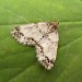 Adult, f. albocrenata • East Ross, Scotland • © Nigel Richards