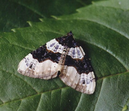 Adult &bull; Littleborough, Lancashire &bull; &copy; Ian Kimber