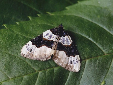 Purple Bar Cosmorhoe ocellata