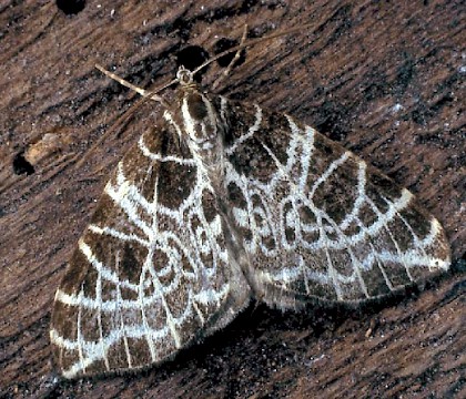 Adult &bull; Lake District &bull; &copy; Rob Petley-Jones