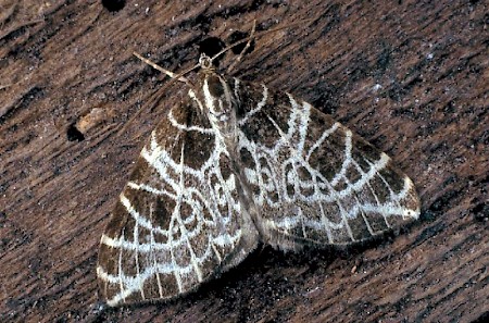 Netted Carpet Eustroma reticulata