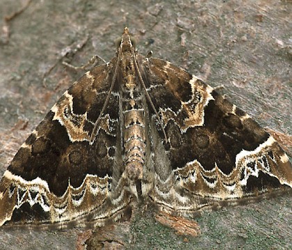 Adult &bull; Dorset &bull; &copy; Paul Harris