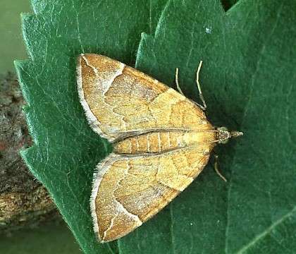 Adult &bull; Hade Edge, Derbyshire &bull; &copy; Ian Kimber