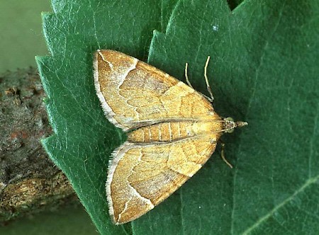 The Chevron Eulithis testata