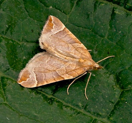 The Chevron Eulithis testata