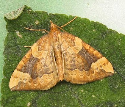 Adult &bull; East Ross, Scotland &bull; &copy; Nigel Richards