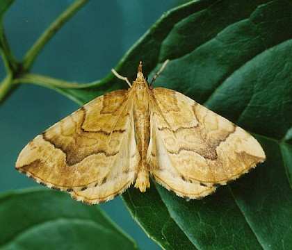 Adult &bull; Littleborough, Lancashire &bull; &copy; Ian Kimber