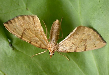 Barred Straw Gandaritis pyraliata