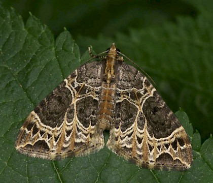 Adult &bull; Netherlands &bull; &copy; Jeroen Voogd