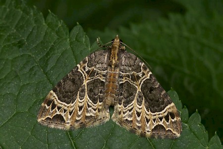 Small Phoenix Ecliptopera silaceata