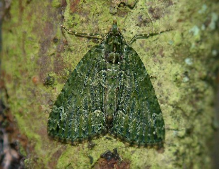 Red-green Carpet Chloroclysta siterata