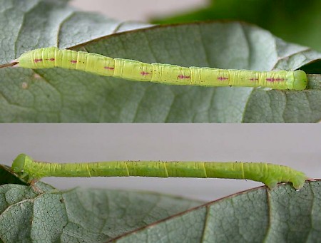 Red-green Carpet Chloroclysta siterata