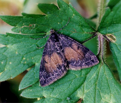 Adult &bull; Littleborough, Lancashire &bull; &copy; Ian Kimber