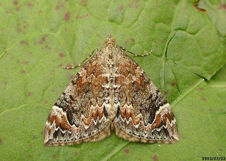 Dark Marbled Carpet Dysstroma citrata