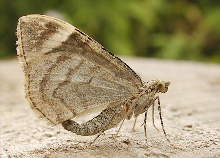 Dark Marbled Carpet Dysstroma citrata