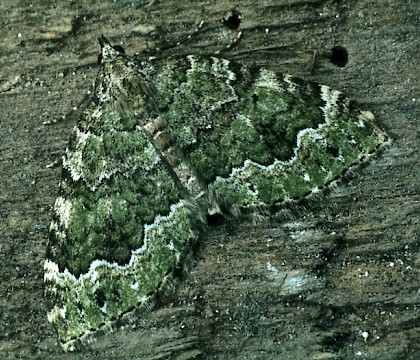 Adult &bull; Coniston, Cumbria &bull; &copy; Rob Petley-Jones