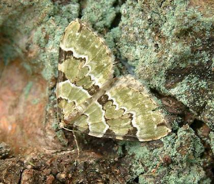 Adult &bull; Hemingford Grey, Hunts. &bull; &copy; Nick Greatorex-Davies