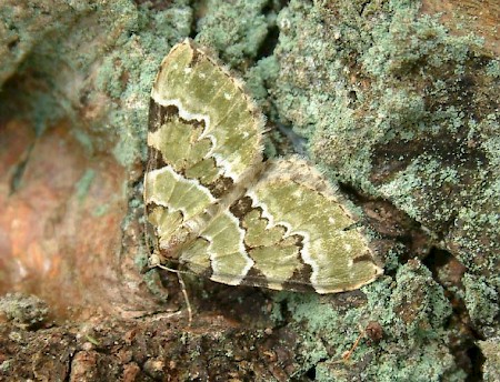 Green Carpet Colostygia pectinataria