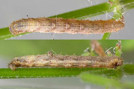 Green Carpet Colostygia pectinataria