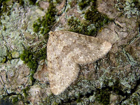 Mottled Grey Colostygia multistrigaria