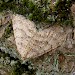 Female • Hardcastle Crags, W. Yorkshire • © Winston Plowes