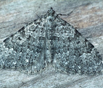 Adult &bull; &copy; Rob Petley-Jones