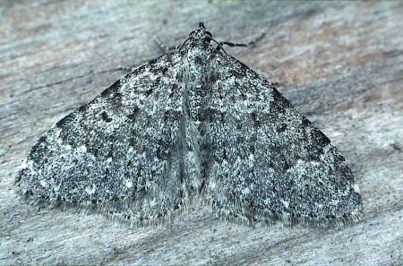 Striped Twin-spot Carpet Coenotephria salicata