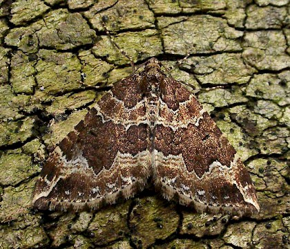 Adult &bull; Bedfordshire &bull; &copy; Andy Banthorpe