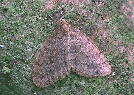 Winter Moth Operophtera brumata