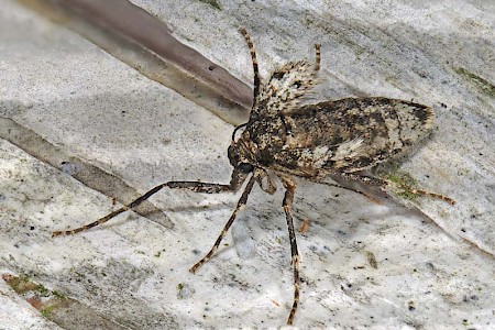 Winter Moth Operophtera brumata