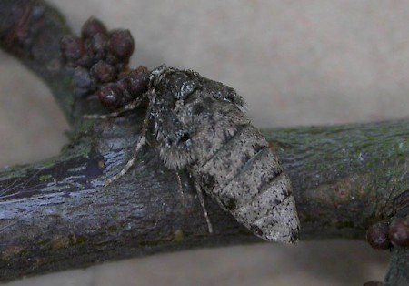 Winter Moth Operophtera brumata