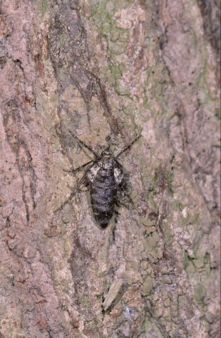 Winter Moth Operophtera brumata