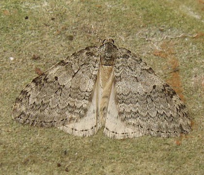 Adult &bull; East Ross, Scotland (gen. det.) &bull; &copy; Nigel Richards