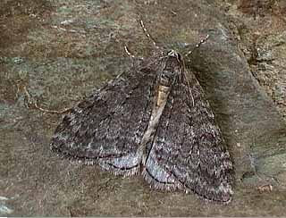 November Moth Epirrita dilutata