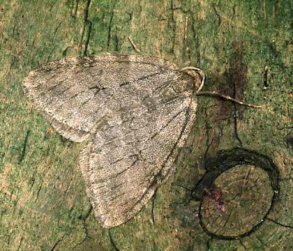 Adult &bull; Herefordshire &bull; &copy; Roy Leverton