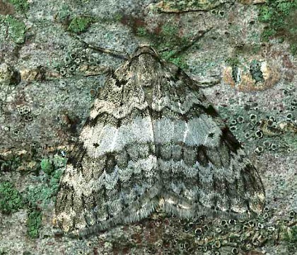 Adult &bull; Banffshire &bull; &copy; Roy Leverton