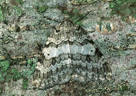 Autumnal Moth Epirrita autumnata