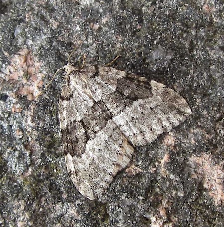 Autumnal Moth Epirrita autumnata