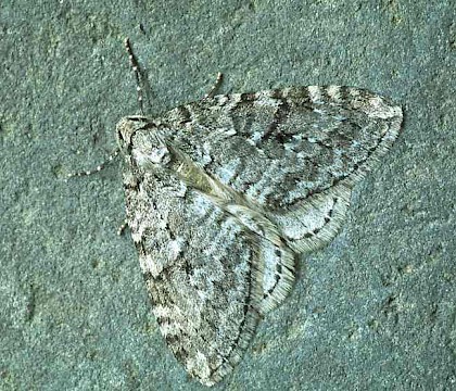 Adult &bull; Littleborough, Lancashire &bull; &copy; Ian Kimber