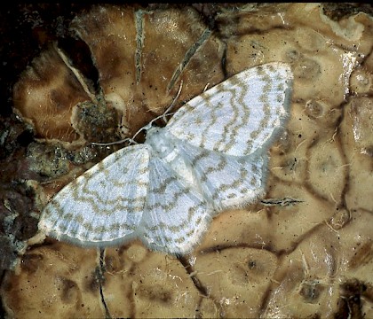 Adult &bull; &copy; Gianpiero Ferrari