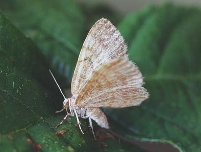 Dingy Shell Euchoeca nebulata