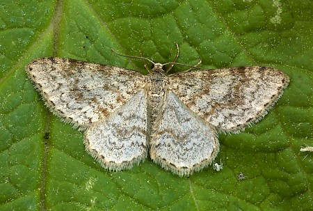 Waved Carpet Hydrelia sylvata