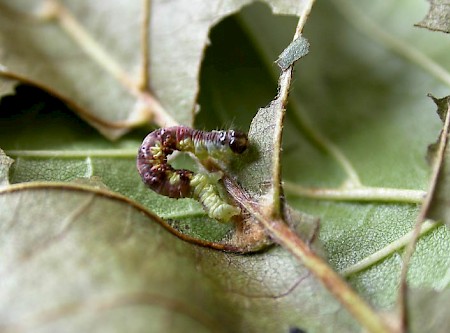 Waved Carpet Hydrelia sylvata