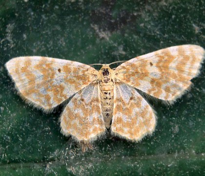 Adult &bull; &copy; David Painter